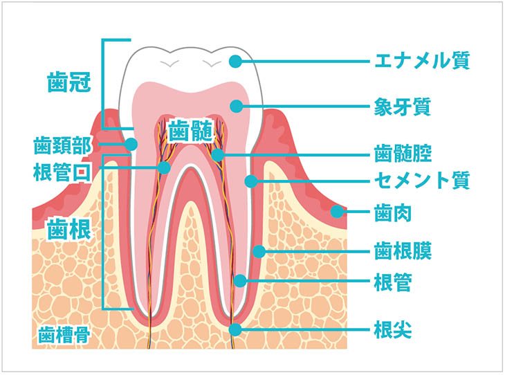 歯の構造と名称