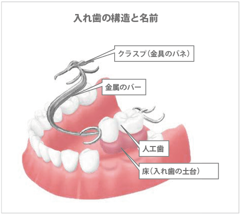 入れ歯の構造