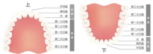 前歯のインプラントで知るべき5つの注意点と施術法と価格 | ハイライフグループ