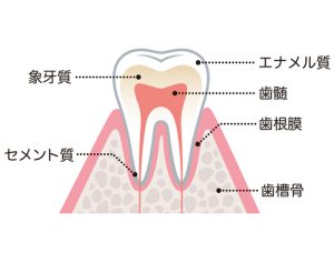 歯の説明